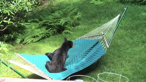 Bear Falls Out of Hammock