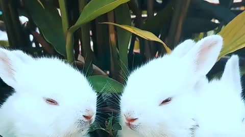 Cute & Lovely Baby Rabbits