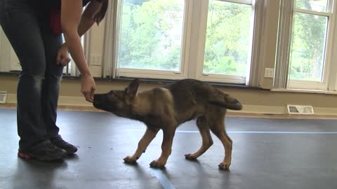 How to Train a Dog to Sit K91com_1080p