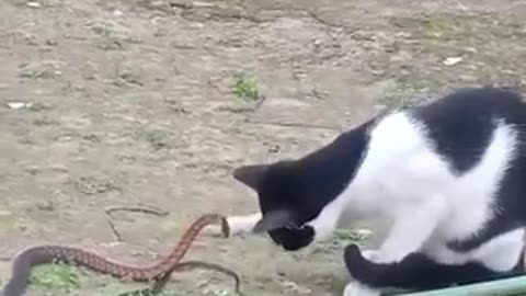 Cat vs Snake - Amazing Reaction Time