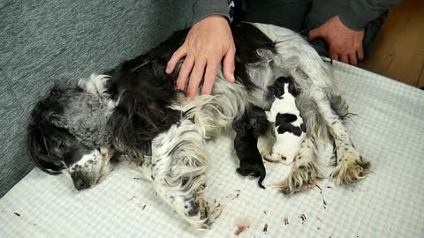 What to do if your Cocker Spaniels puppies don´t suck from the mother