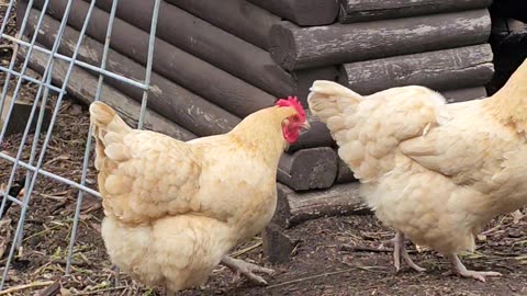 OMC! Three hens upset because their favorite nesting box is in use! #upset #chickens #orpington