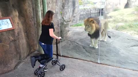 This Lion Reallly Wants Her Scooter