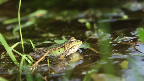 Frogs in summer