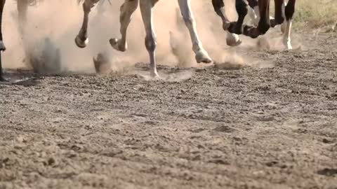 Feet of horses running on a dirt road
