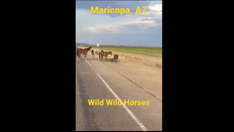 Wild horses in Maricopa Arizona