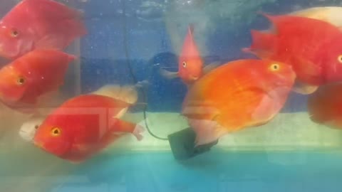 blood red parrot fish