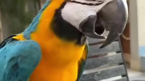 Blue & Gold Macaw 🦜 One Of The Most Beautiful Parrots In The World