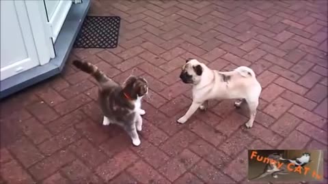 Cats and Dogs Meeting Each other For The First Time