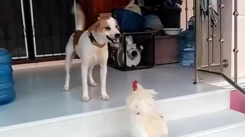 Dog fighting with Roaster || Dog Vs Roaster ||