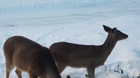 Deer Enjoy Boxwood Smorgasbord