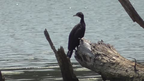 286 Toussaint Wildlife - Oak Harbor Ohio- Cormorant Decides To Hang Around Awhile