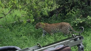 Tiny bird startles leopard in wild