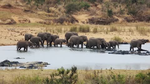 Elephants Crossing a River in Kenya