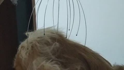 My cocker spaniel likes head massages