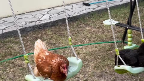 Chickens Swing on Swing Set