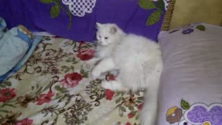 White Cat Wants Owner Attention To Play With