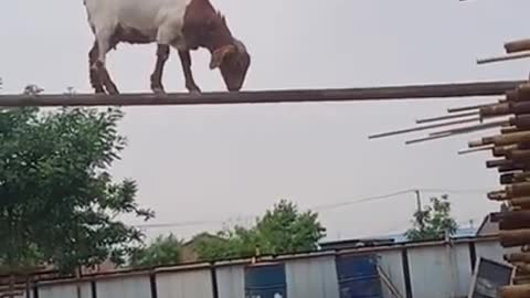 Lovely and funny animals Goat