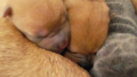 Filhotes de Sharpei. Chorando querendo mama na mamãe!