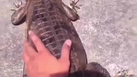 Crocodile Attack 🐊; Animals Funny videos;