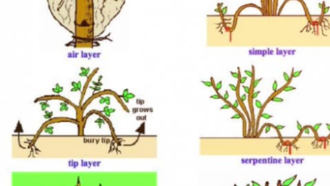 Vegetative Propagations