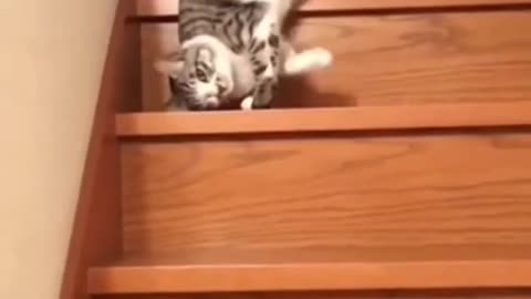 🐱Cat very funny 🥰video||