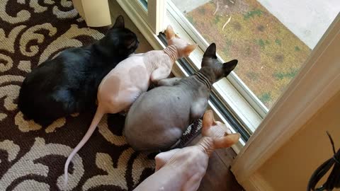 Sphynx cats meowing and grunting at birds