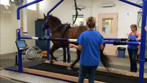 Horse training beautiful