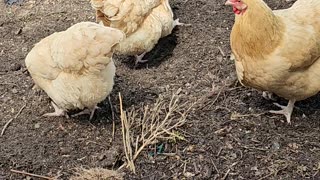 OMC! Four very special chickens doing what they do best! Scratching and Pecking!