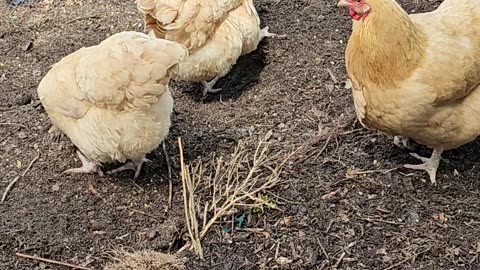 OMC! Four very special chickens doing what they do best! Scratching and Pecking!