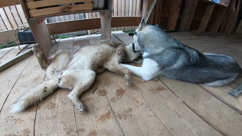 This is the coolest French kiss I've ever seen. Huskies show master class.