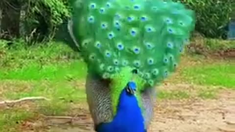 Peacock dancing 🎶 lovely 💞