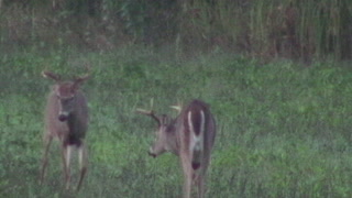 Whitetail deer parade, bucks galore