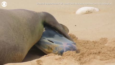 Birth of monk seal pup caught on camera at Hawaii beach
