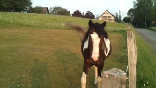 A beautiful german horse comes trotting to greet me - Germany June 9,2021 VIDEO