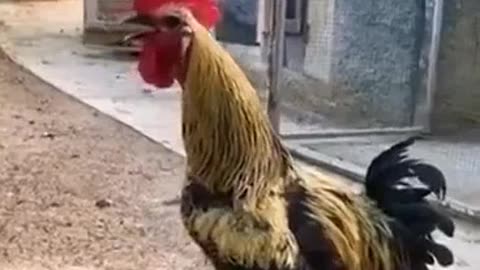 Cute chicken