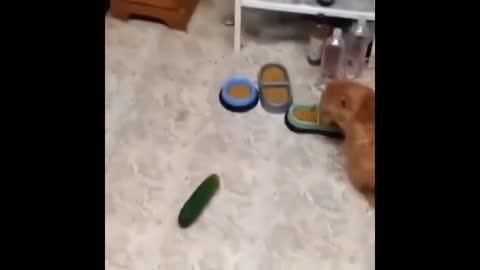 Funny cats afraid to cucumbers 🤣