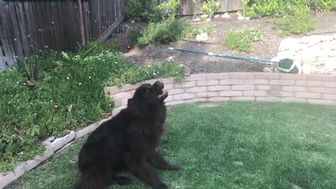 Will this Newfoundland EVER catch the treat?