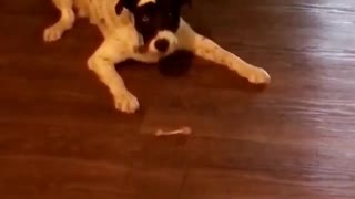 Dog Loves Playing With Bones