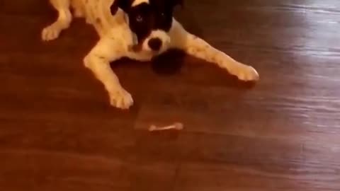 Dog Loves Playing With Bones