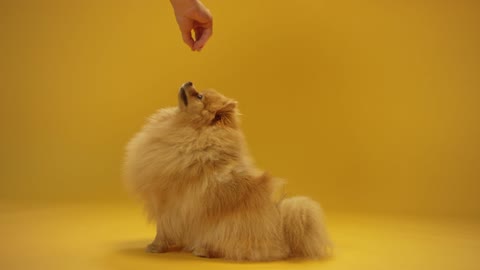 Innocent puppy standing with his head up to eat food