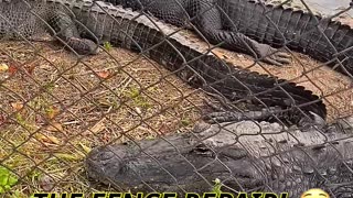 WOULD YOU STAND BY THIS FENCE? 🐊