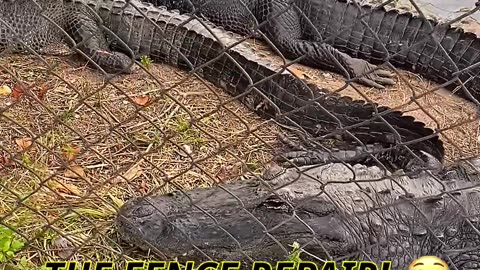 WOULD YOU STAND BY THIS FENCE? 🐊