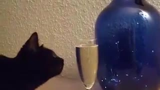 New Year's Eve with cat