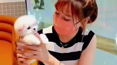 Funny cute dog videos and animal