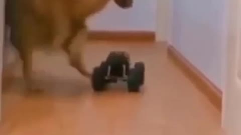 Funny Dog And Remote Control Car | Very Funny