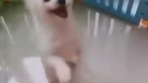Cute dog 🐕 You will laugh at the end