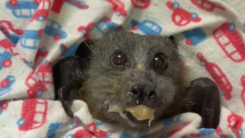 Grey Headed Flying Fox Enjoys A Snack