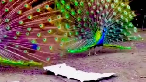 Dancing peacock. 😍😍😘😘👍👍