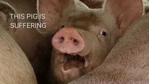 Pig Slaughterhouse Suffering: Ethical Concerns | Pig slaughterhouse suffering
